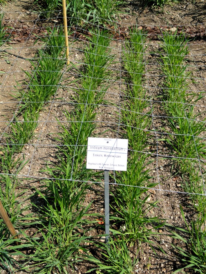 Triticum monococcum specimen in the Botanischer Garten München-Nymphenburg, Munich, Germany.