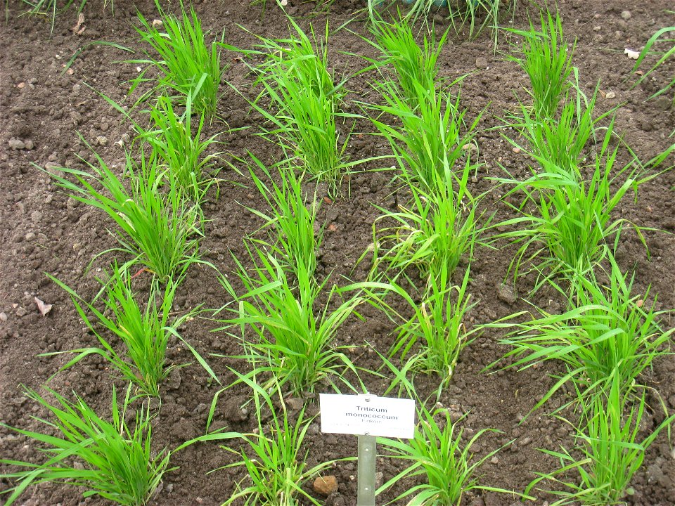 Triticum monococcum specimen in the Botanischer Garten, Berlin-Dahlem (Berlin Botanical Garden), Berlin, Germany.