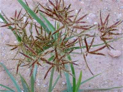 Cyperus rotundus habit, La Mata, Torrevieja, Alicante, Spain.