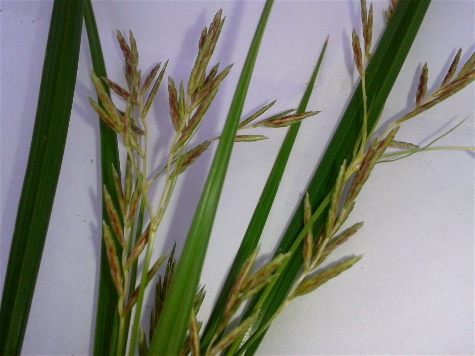 Botanical name : Cyperus Rotundus.
Common name :  Nutgrass.
Tamil names :  Korai; Korai kilangu; Pathalamulam; Avittam;  Ayil; Ayirpul.
Sanskrit Names : Gangeya; Varahi.
Malayalam 