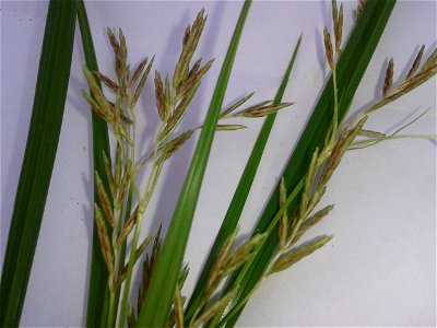 Botanical name : Cyperus Rotundus.
Common name :  Nutgrass.
Tamil names :  Korai; Korai kilangu; Pathalamulam; Avittam;  Ayil; Ayirpul.
Sanskrit Names : Gangeya; Varahi.
Malayalam 