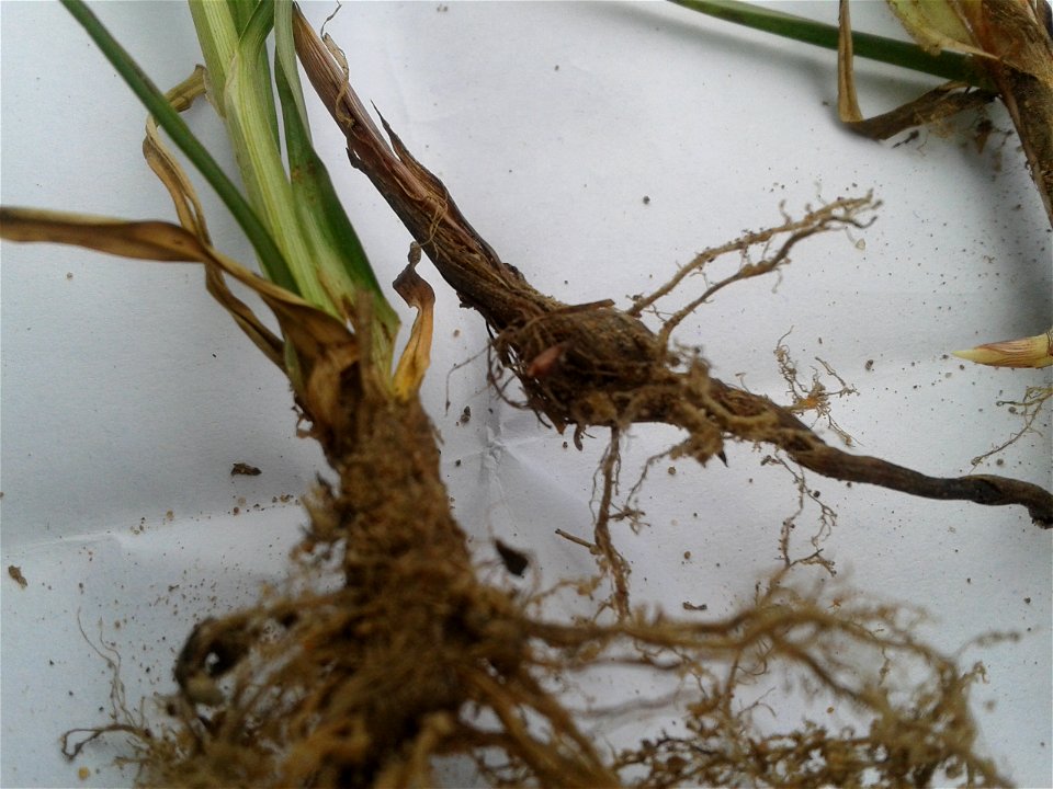 Botanical name : Cyperus Rotundus.
Common name :  Nutgrass.
Tamil names :  Korai; Korai kilangu; Pathalamulam; Avittam;  Ayil; Ayirpul.
Sanskrit Names : Gangeya; Varahi.
Malayalam 