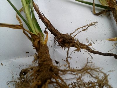 Botanical name : Cyperus Rotundus.
Common name :  Nutgrass.
Tamil names :  Korai; Korai kilangu; Pathalamulam; Avittam;  Ayil; Ayirpul.
Sanskrit Names : Gangeya; Varahi.
Malayalam 