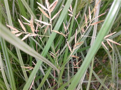 Botanical name : Cyperus Rotundus.
Common name :  Nutgrass.
Tamil names :  Korai; Korai kilangu; Pathalamulam; Avittam;  Ayil; Ayirpul.
Sanskrit Names : Gangeya; Varahi.
Malayalam 