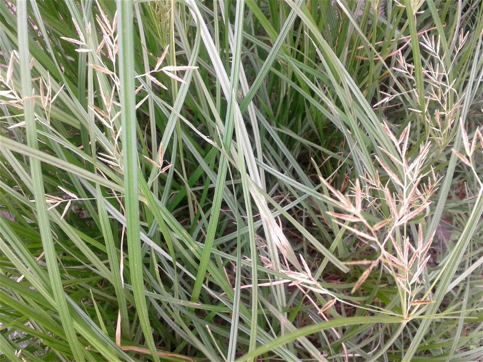 Botanical name : Cyperus Rotundus.
Common name :  Nutgrass.
Tamil names :  Korai; Korai kilangu; Pathalamulam; Avittam;  Ayil; Ayirpul.
Sanskrit Names : Gangeya; Varahi.
Malayalam 