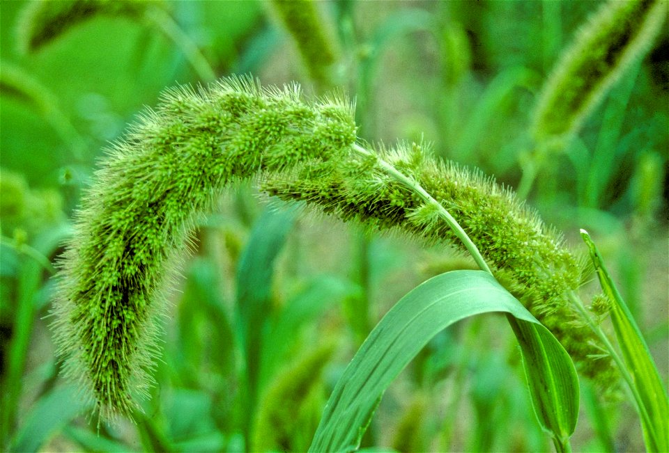 Setaria italica

Credit: Mark Nesbitt and Delwen Samuel
