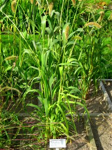 Setaria italica - Oslo botanical garden, Oslo, Norway.
