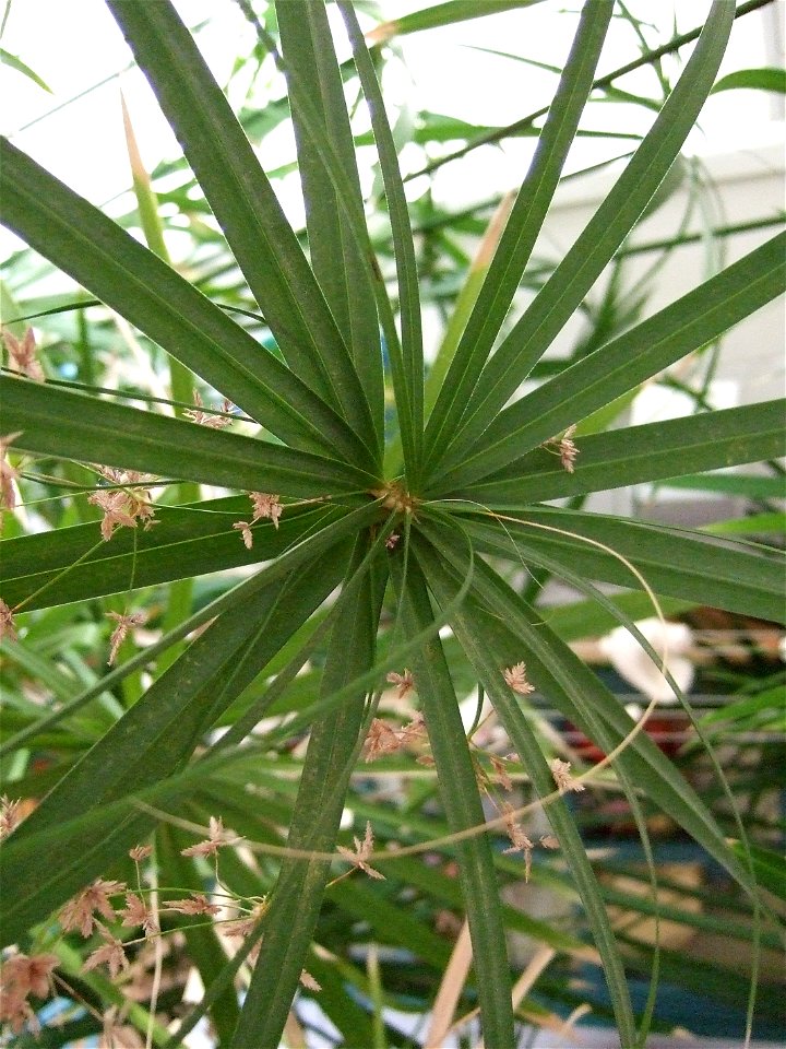 Image of Papyrus (Cyperus papyrus)