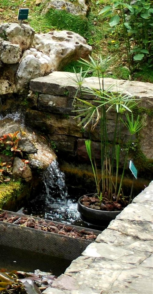 Cyperus papyrus under a Japonese waterfall.