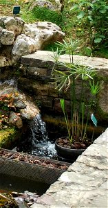 Cyperus papyrus under a Japonese waterfall.