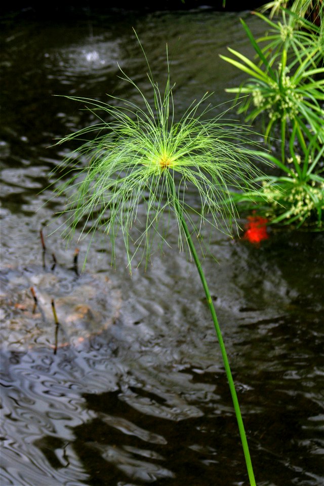 Papyrus plant (Cyperus papyrus at the Buffalo and Erie County Botanical Gardens.