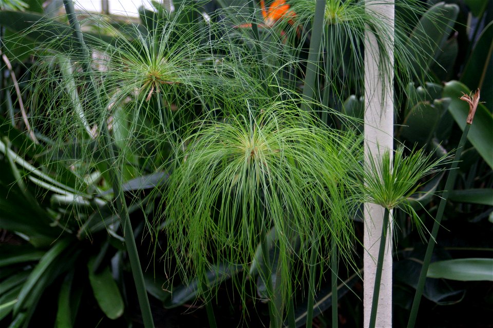 Papyrus plant (Cyperus papyrus at the Buffalo and Erie County Botanical Gardens.