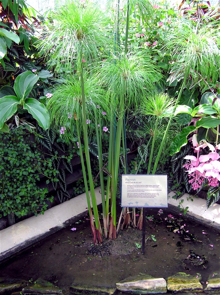 Papyrus plant (Cyperus papyrus) at Kew Gardens, London, England.

Photographed by Adrian Pingstone in June 2005 and released to the public domain.