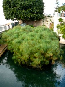 Papyrus plants of the Arethuse's spring ("Fonte Aretusa") in Syracuse, Italy. It is a fresh-water spring curiously springing along the sea shore. Known since the Greek time, it was rearranged in the s