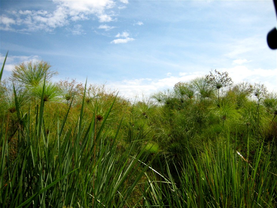 natural papyrus plants growing in the Ugandan wetlands, picture taken in Kabarole district