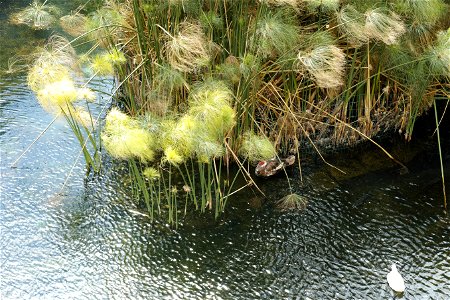 Papyrus im Fonte Aretusa, Sizilien. Einziges natürliches Vorkommen von Papyrus in Europa.