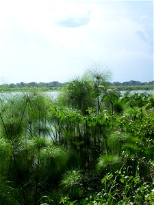 This is a photo of Papyrus growing wild along the banks of the Nile River in Uganda. It was taken by Michael Shade in the fall of 2006. Use it for whatever. photo