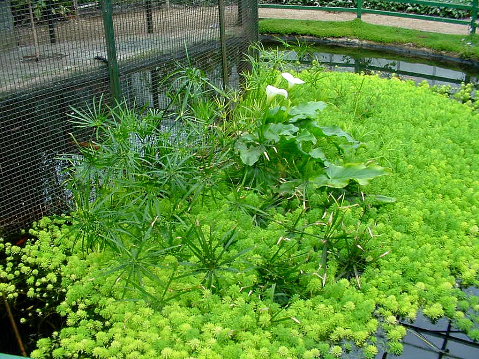 papyrus etc in tropical room in Wythenshawe Park greenhouses
