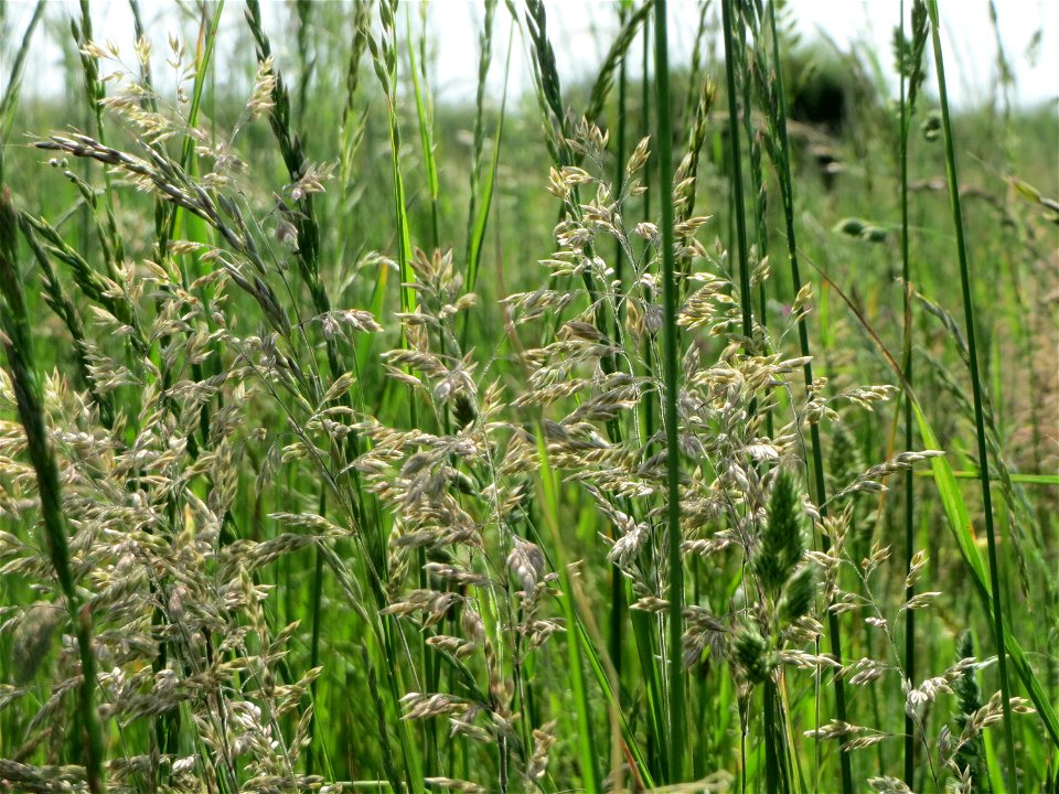 Wiesen-Rispengras (Poa pratensis) in Hockenheim