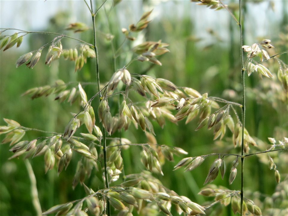 Wiesen-Rispengras (Poa pratensis) bei Hockenheim