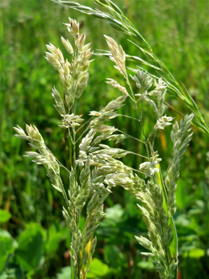 Wiesen-Rispengras (Poa pratensis) bei Hockenheim