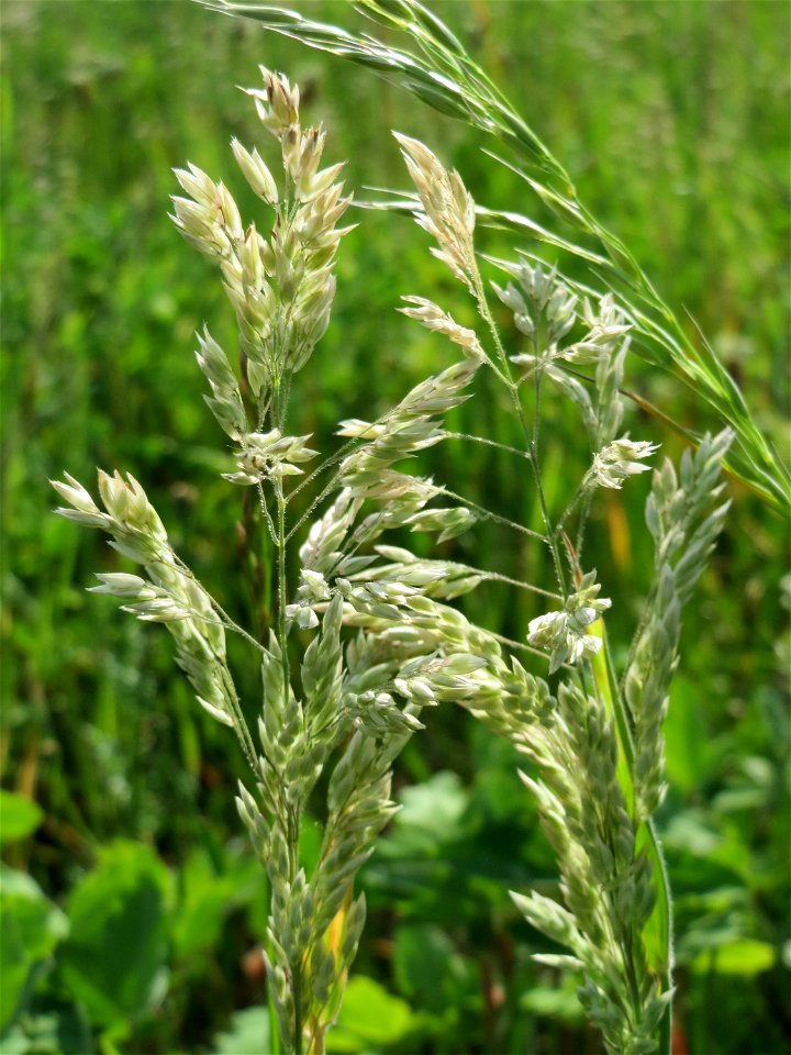 Wiesen-Rispengras (Poa pratensis) bei Hockenheim photo