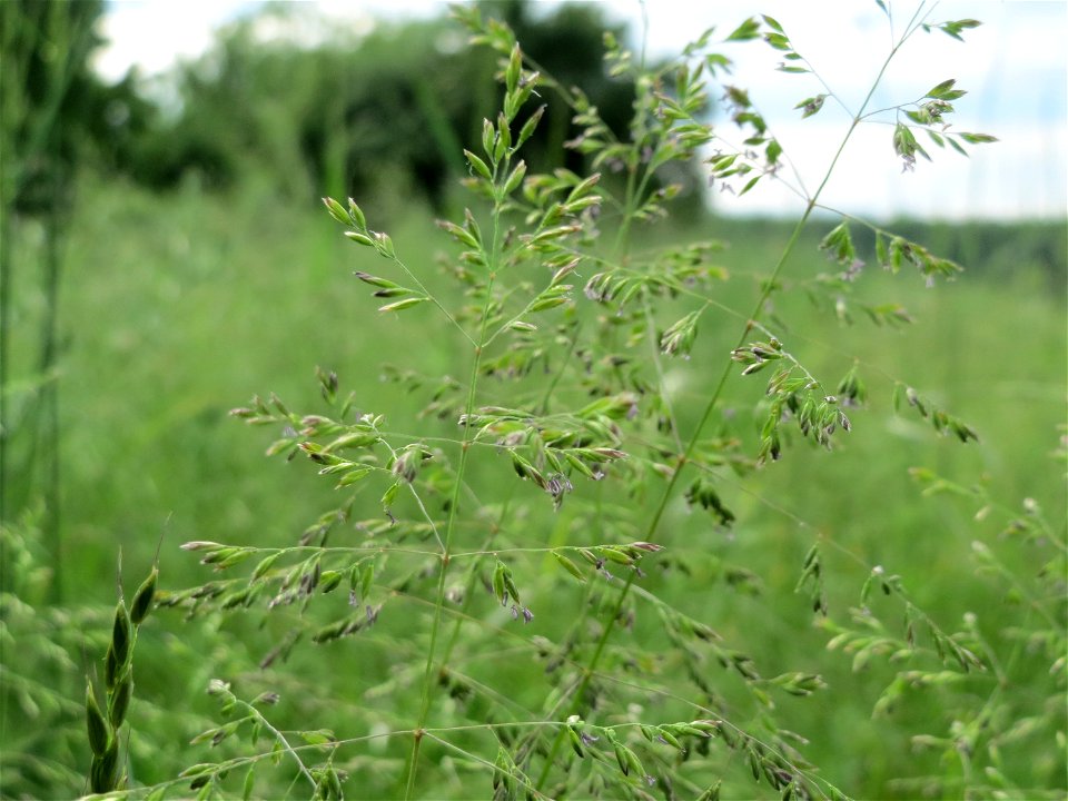 Gewöhnliches Rispengras (Poa trivialis) in den Horststückern im Landschaftsschutzgebiet Hockenheimer Rheinbogen