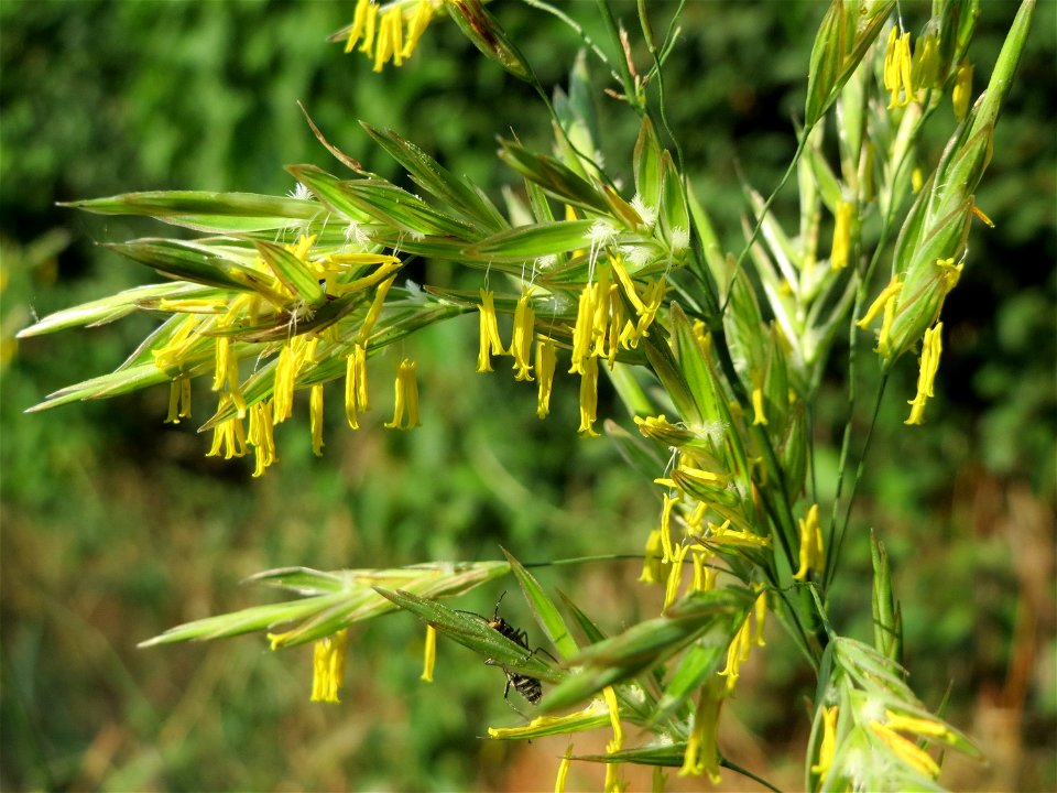 Wiesen-Rispengras (Poa pratensis) in Hockenheim