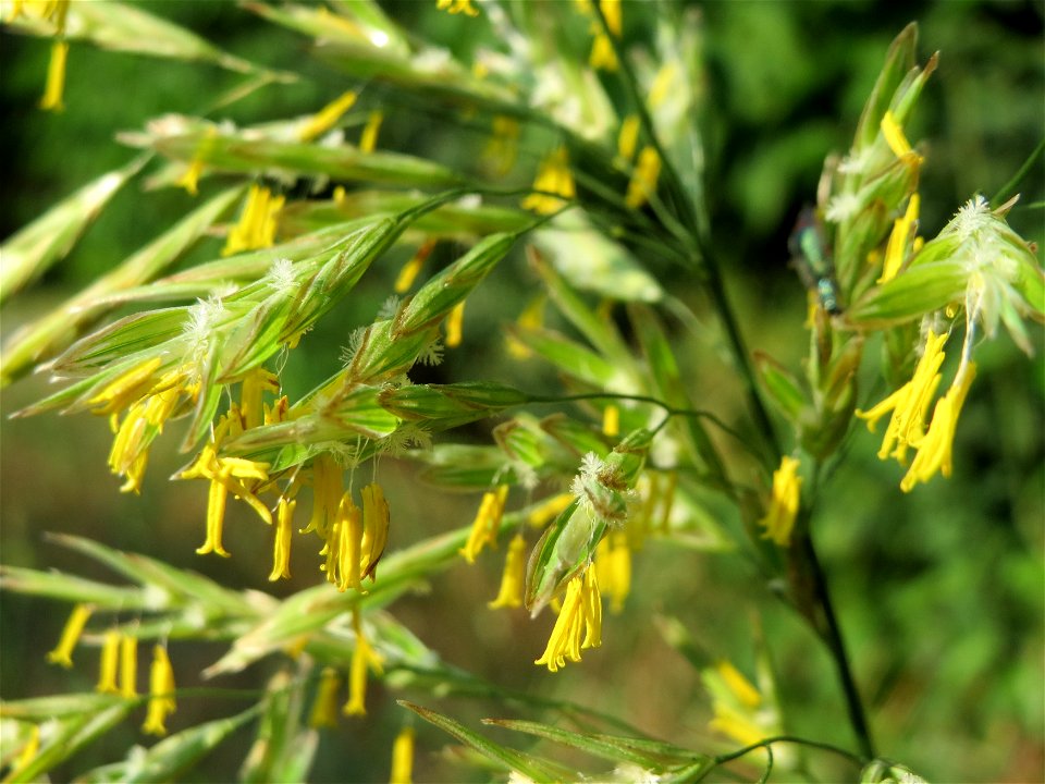 Wiesen-Rispengras (Poa pratensis) in Hockenheim