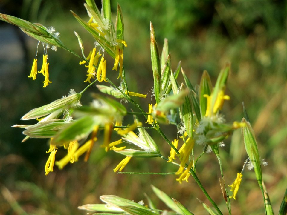 Wiesen-Rispengras (Poa pratensis) in Hockenheim