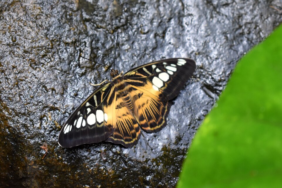 Butterfly insect rock