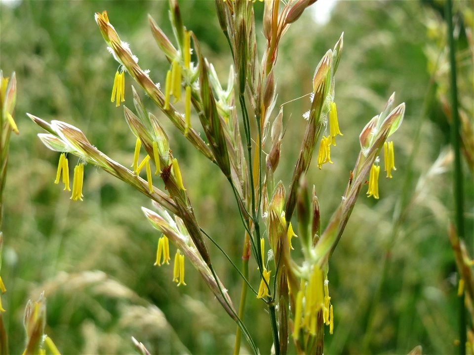 Wiesen-Rispengras (Poa pratensis) im Naturschutzgebiet "St. Arnualer Wiesen"