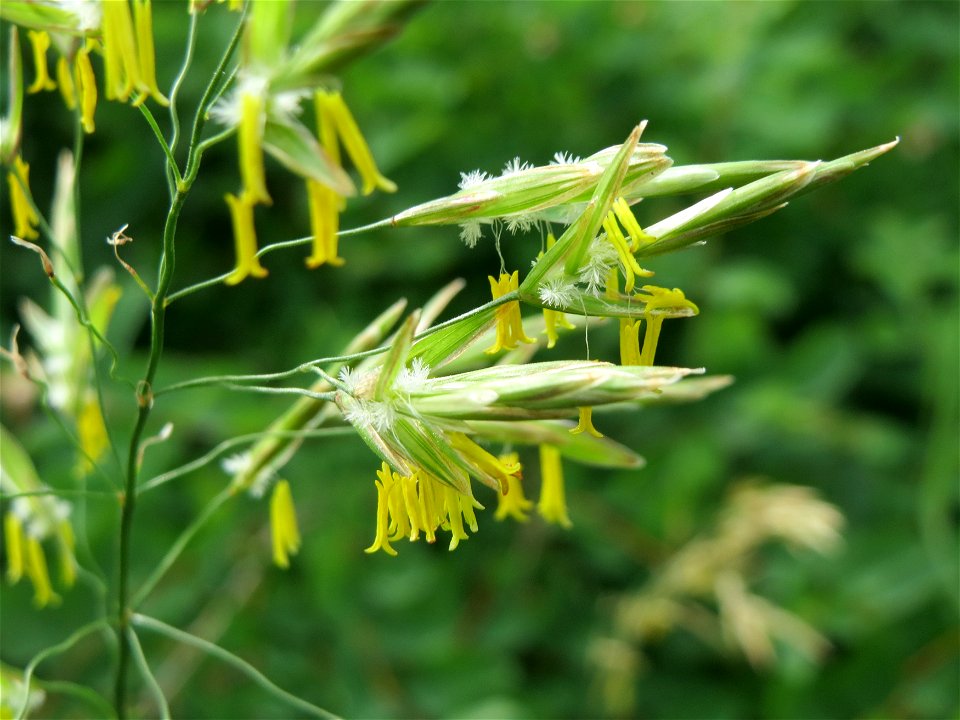 Wiesen-Rispengras (Poa pratensis) im Naturschutzgebiet "St. Arnualer Wiesen"