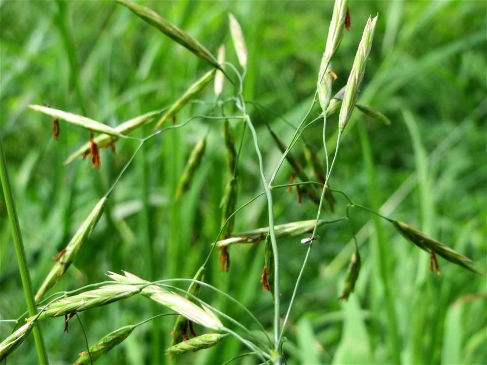Bromus sp., am Staden in Saarbrücken