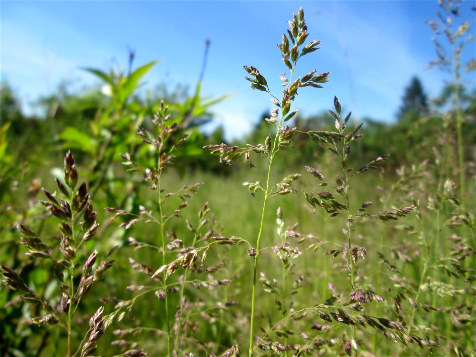 Wiesen-Rispengras (Poa pratensis) in  einem aufgelassenem Schrebergarten in Brebach