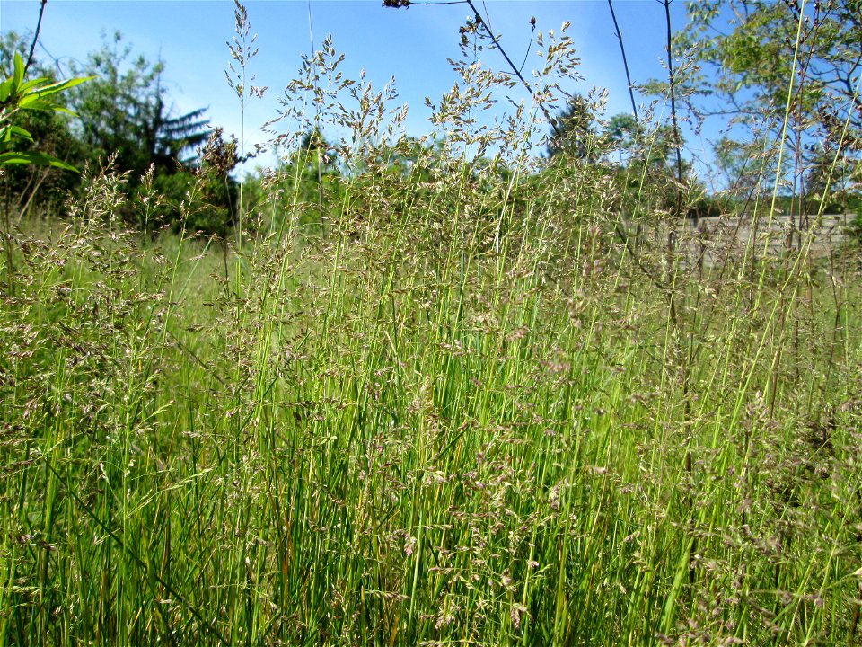 Wiesen-Rispengras (Poa pratensis) in  einem aufgelassenem Schrebergarten in Brebach