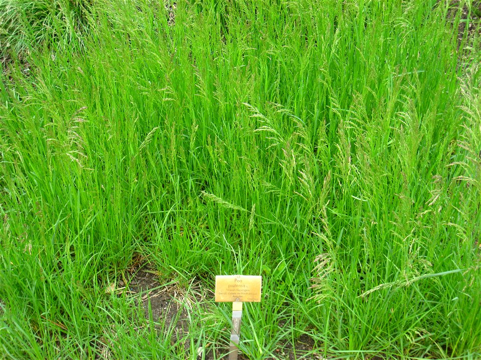 Poa pratensis specimen in the Botanischer Garten, Berlin-Dahlem (Berlin Botanical Garden), Berlin, Germany.