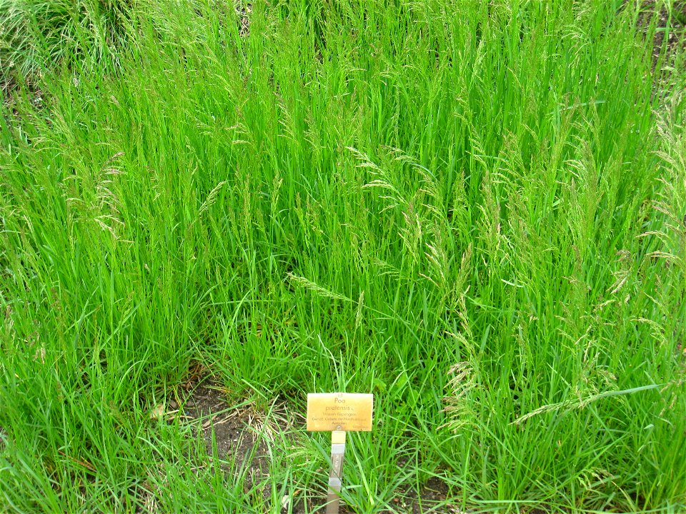 Poa pratensis specimen in the Botanischer Garten, Berlin-Dahlem (Berlin Botanical Garden), Berlin, Germany. photo