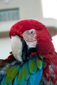 Parrot Free photos photo