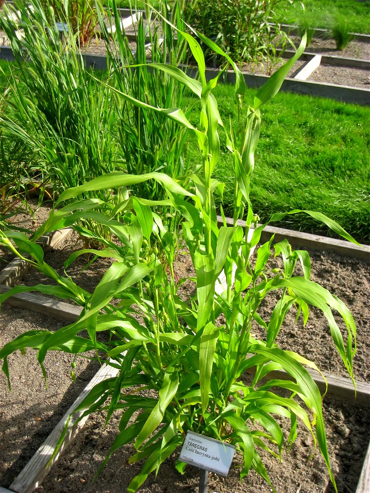 Coix lacryma-jobi - Oslo botanical garden, Oslo, Norway.