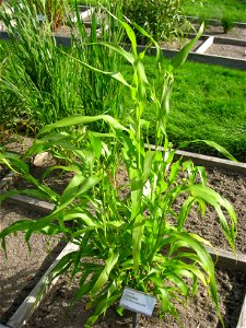 Coix lacryma-jobi - Oslo botanical garden, Oslo, Norway.