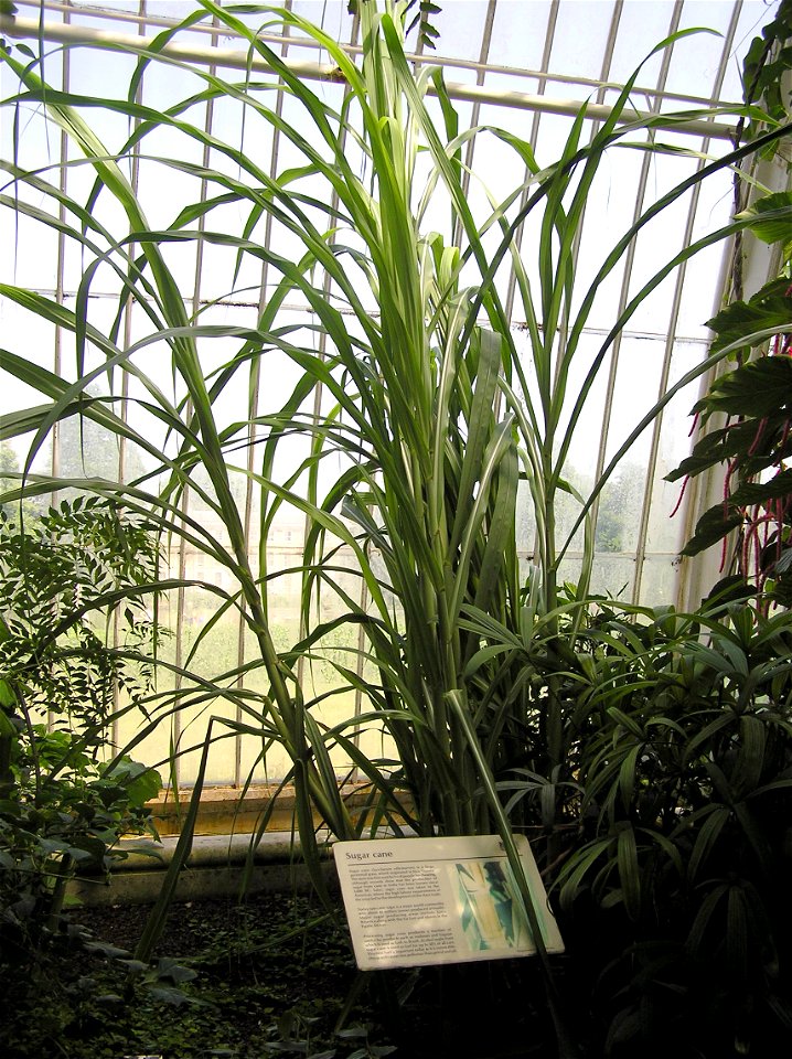 Kew.gardens.sugar.cane.arp