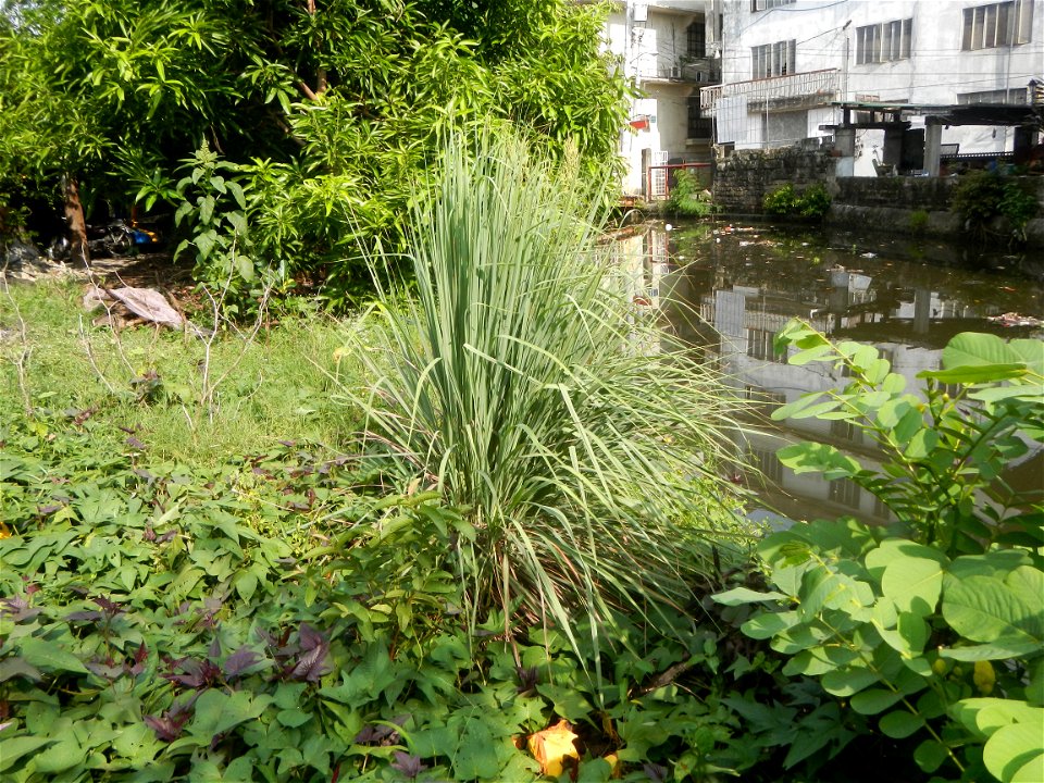 Gramineae Tanglad Cymbopogon citratus (DC.) Stapf Xiang mao Lemon grass or Cymbopogon citratus Malolos Historic Town Center and Heritage District of Barangay Santo Niño 14°50'33"N   120°48'38"E, Malol