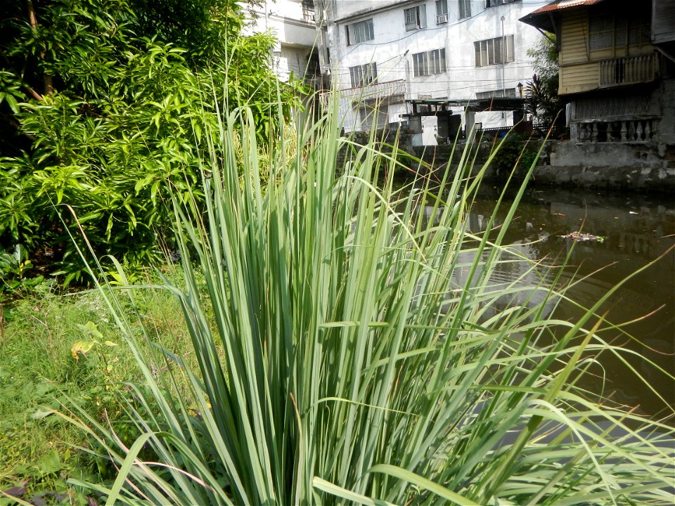Gramineae Tanglad Cymbopogon citratus (DC.) Stapf Xiang mao Lemon grass or Cymbopogon citratus Malolos Historic Town Center and Heritage District of Barangay Santo Niño 14°50'33"N   120°48'38"E, Malol
