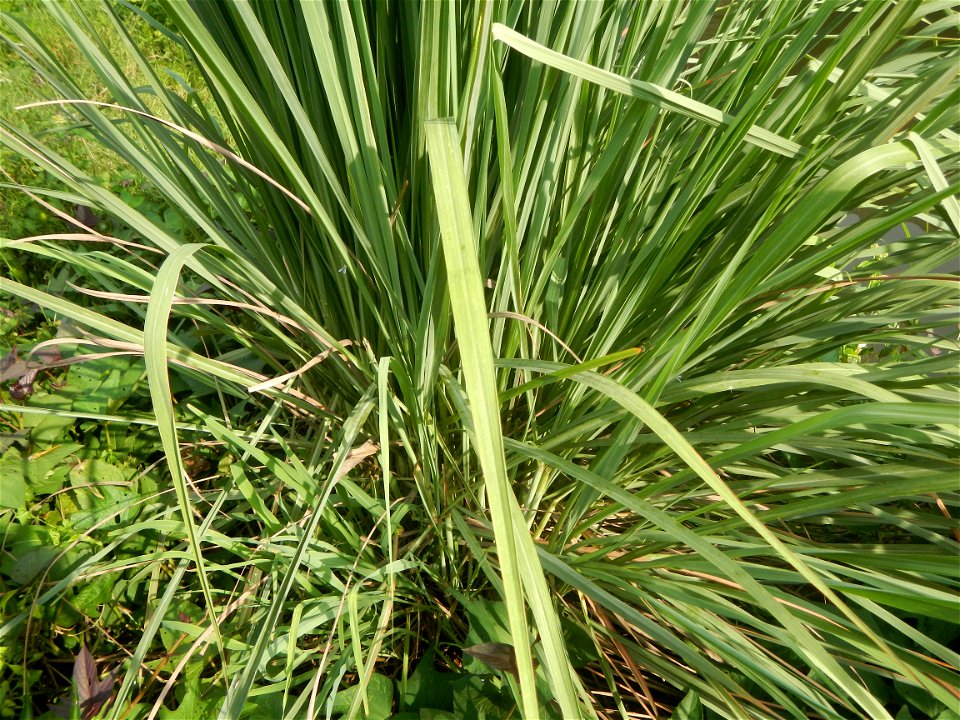 Gramineae Tanglad Cymbopogon citratus (DC.) Stapf Xiang mao Lemon grass or Cymbopogon citratus Malolos Historic Town Center and Heritage District of Barangay Santo Niño 14°50'33"N   120°48'38"E, Malol