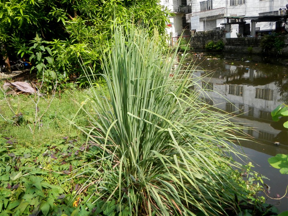 Gramineae Tanglad Cymbopogon citratus (DC.) Stapf Xiang mao Lemon grass or Cymbopogon citratus Malolos Historic Town Center and Heritage District of Barangay Santo Niño 14°50'33"N   120°48'38"E, Malol