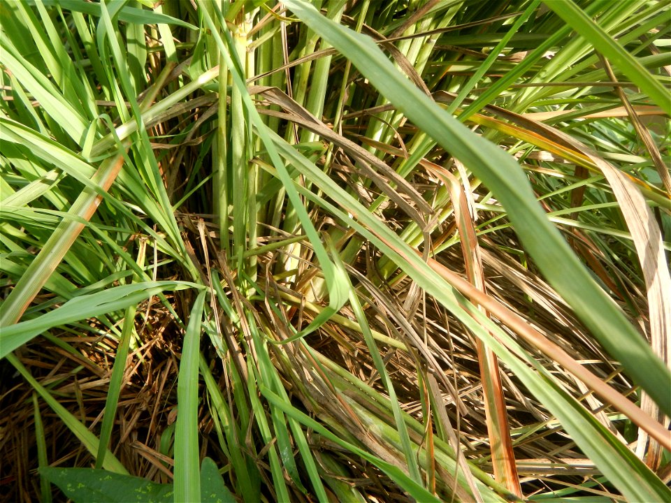 Gramineae Tanglad Cymbopogon citratus (DC.) Stapf Xiang mao Lemon grass or Cymbopogon citratus Malolos Historic Town Center and Heritage District of Barangay Santo Niño 14°50'33"N   120°48'38"E, Malol