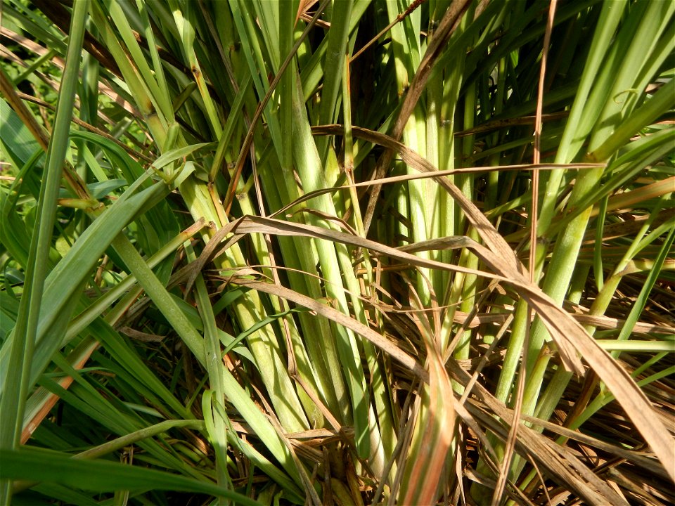 Gramineae Tanglad Cymbopogon citratus (DC.) Stapf Xiang mao Lemon grass or Cymbopogon citratus Malolos Historic Town Center and Heritage District of Barangay Santo Niño 14°50'33"N   120°48'38"E, Malol