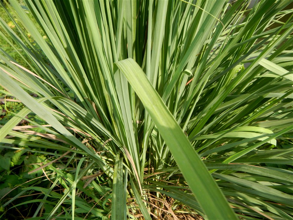 Gramineae Tanglad Cymbopogon citratus (DC.) Stapf Xiang mao Lemon grass or Cymbopogon citratus Malolos Historic Town Center and Heritage District of Barangay Santo Niño 14°50'33"N   120°48'38"E, Malol