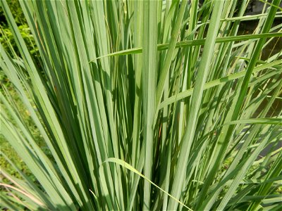 Gramineae Tanglad Cymbopogon citratus (DC.) Stapf Xiang mao Lemon grass or Cymbopogon citratus Malolos Historic Town Center and Heritage District of Barangay Santo Niño 14°50'33"N   120°48'38"E, Malol